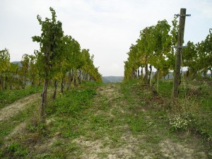 PERNIONE - Oltrepò Pavese Pinot Nero DOC